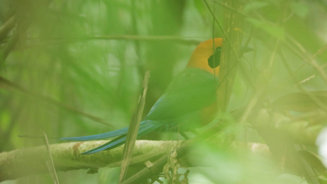 红褐色的Motmot、巴拿马视频素材