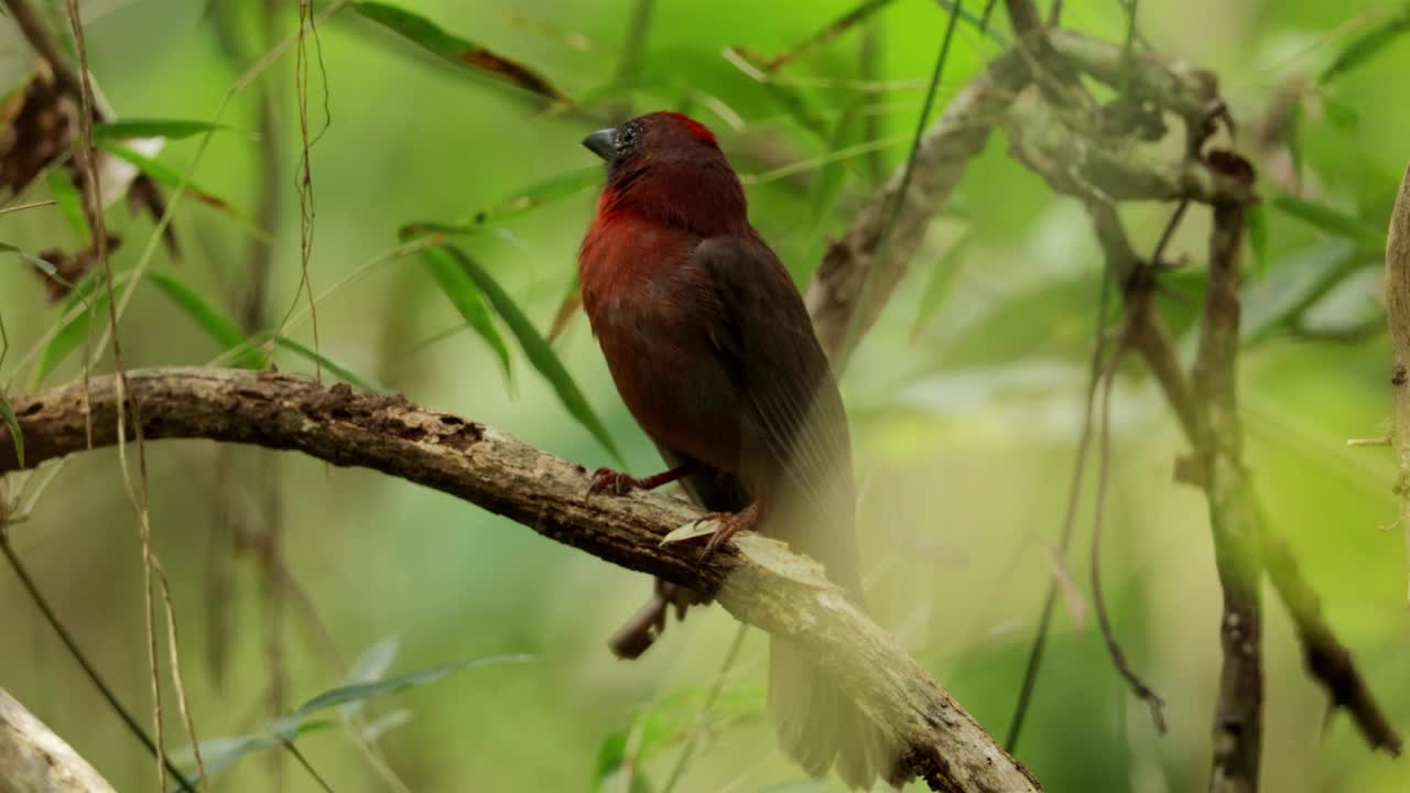 丹顶鹤Ant-Tanager,巴拿马视频素材