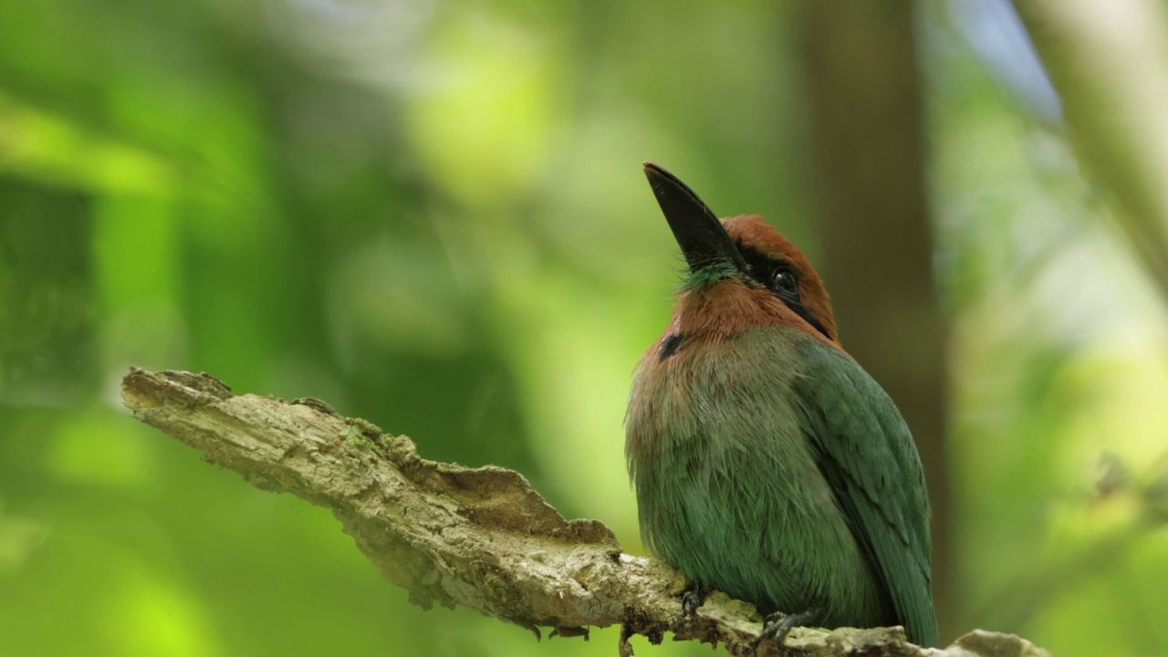 Broad-billed Motmot、巴拿马视频素材