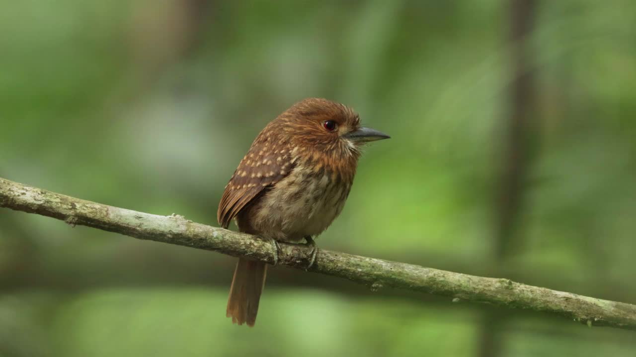 White-whiskered Puffbird、巴拿马视频素材