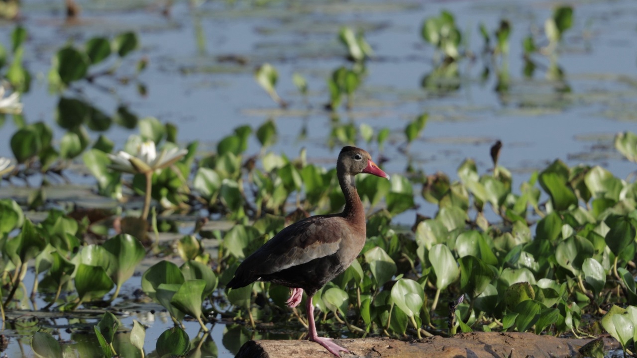 黑腹Whistling-Duck、巴拿马视频素材