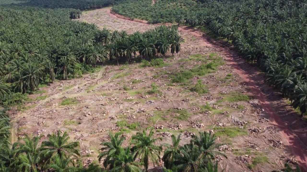 棕榈油树被砍伐，土地被清理视频素材