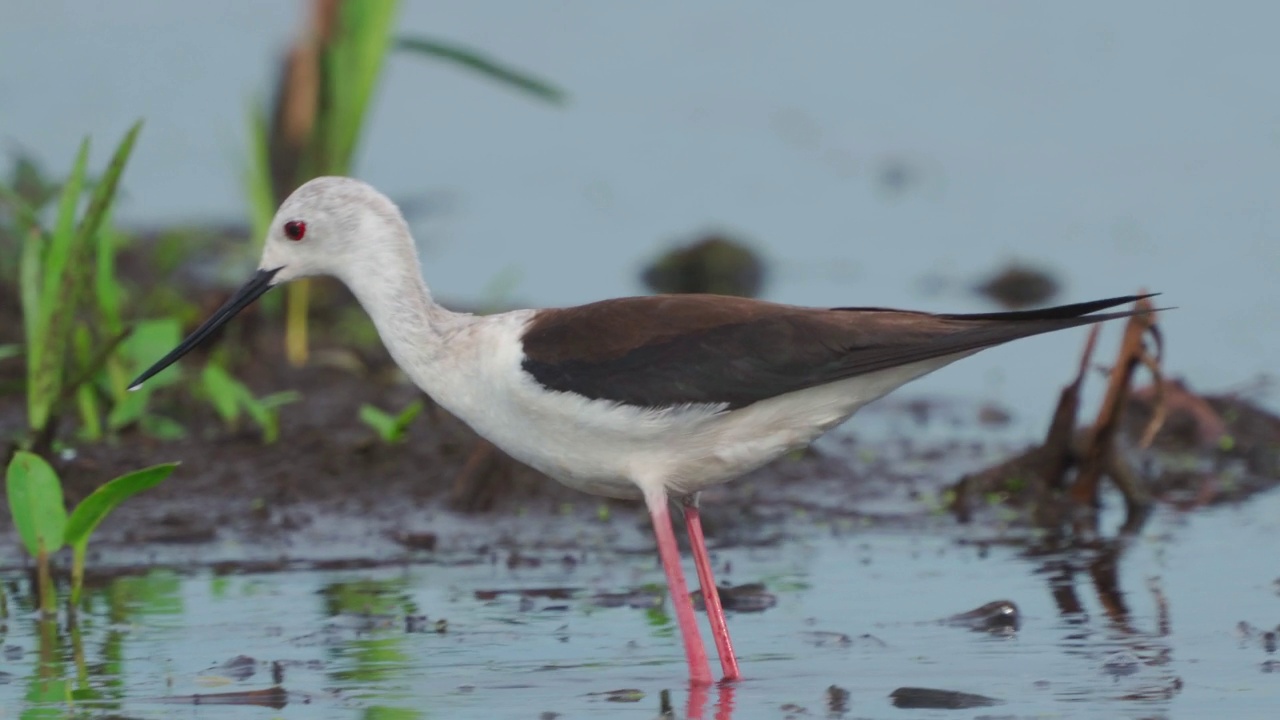 鹬鸟——黑翅高跷(Himantopus Himantopus)在一个初夏的早晨穿过沼泽寻找食物并吃掉它。视频素材