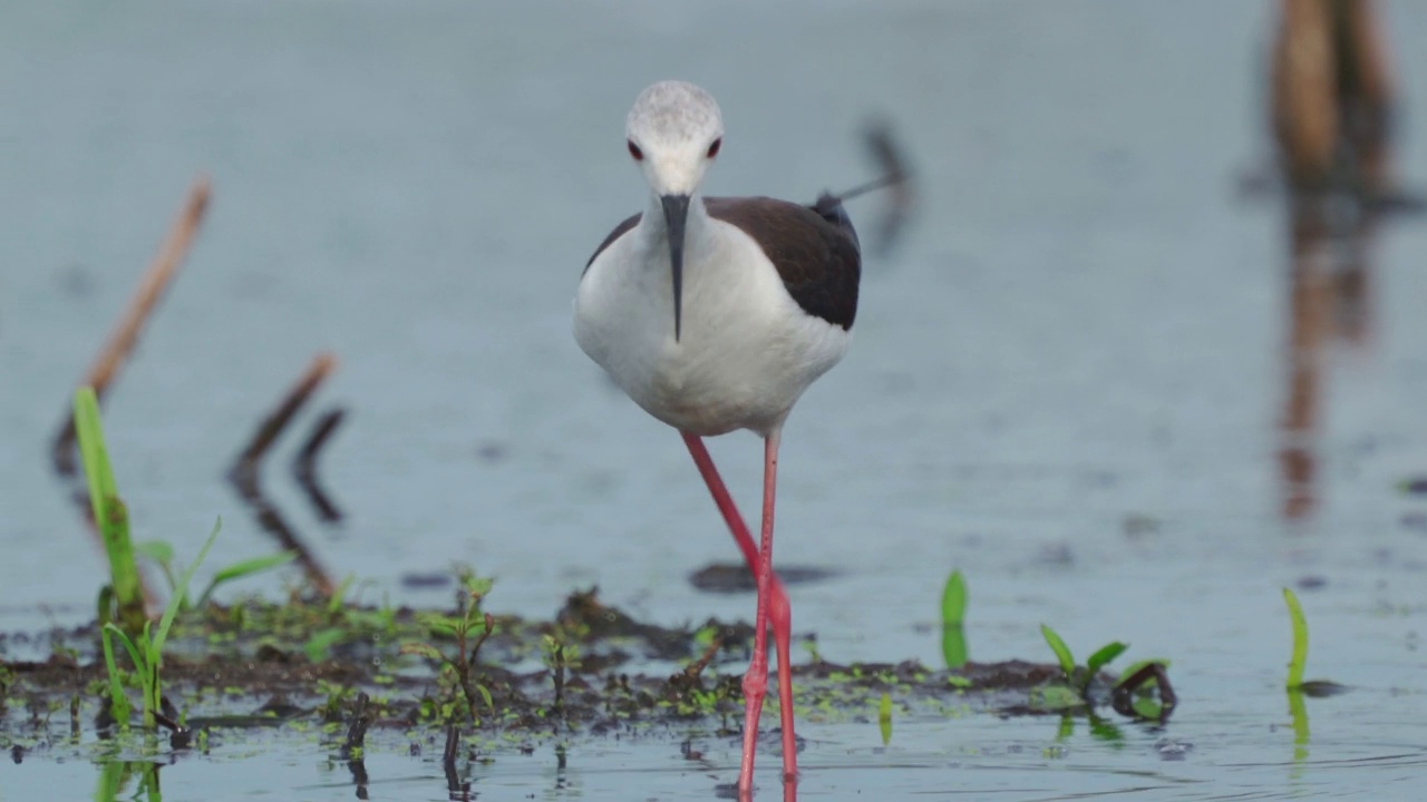 鹬鸟——黑翅高跷(Himantopus Himantopus)在一个初夏的早晨穿过沼泽寻找食物并吃掉它。视频素材