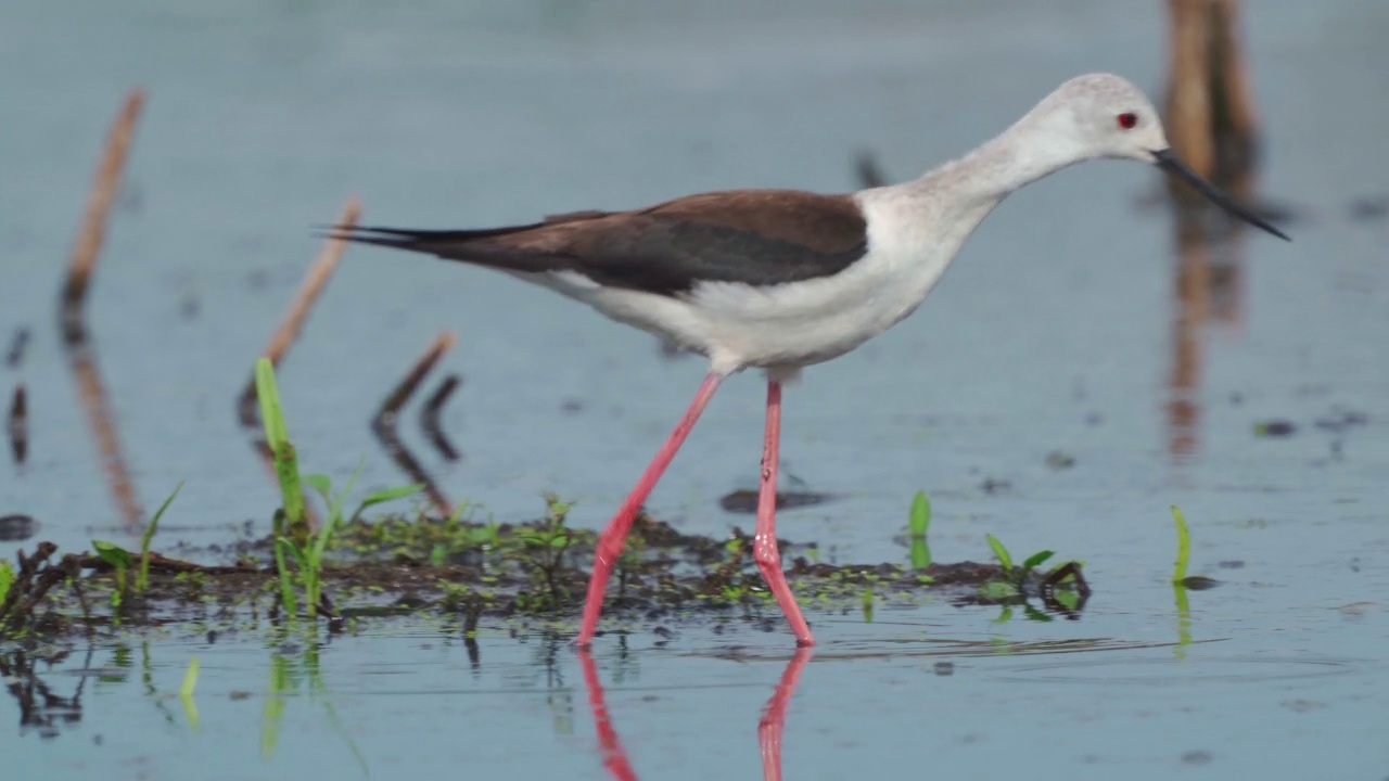 鹬鸟——黑翅高跷(Himantopus Himantopus)在一个初夏的早晨穿过沼泽寻找食物并吃掉它。视频素材