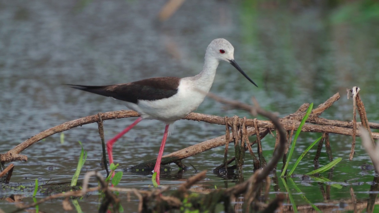 鹬鸟——黑翅高跷(Himantopus Himantopus)在一个初夏的早晨穿过沼泽寻找食物并吃掉它。视频素材