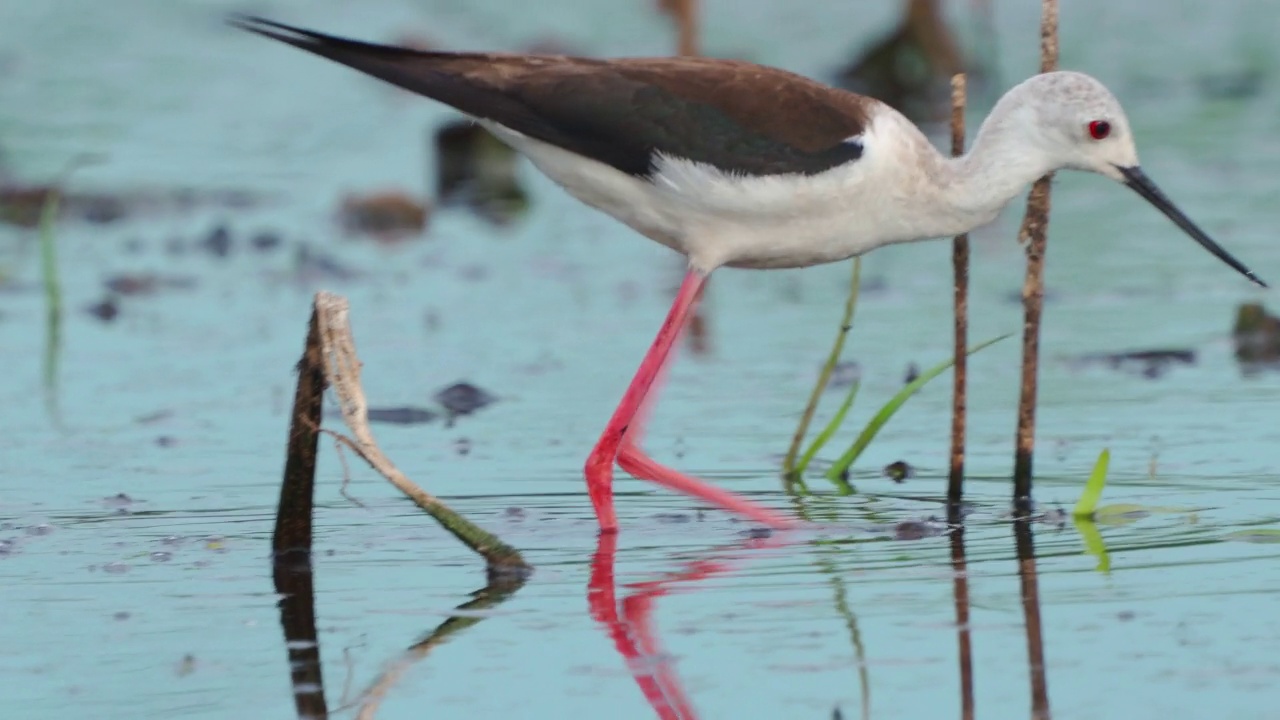 鹬鸟——黑翅高跷(Himantopus Himantopus)在一个初夏的早晨穿过沼泽寻找食物并吃掉它。视频素材