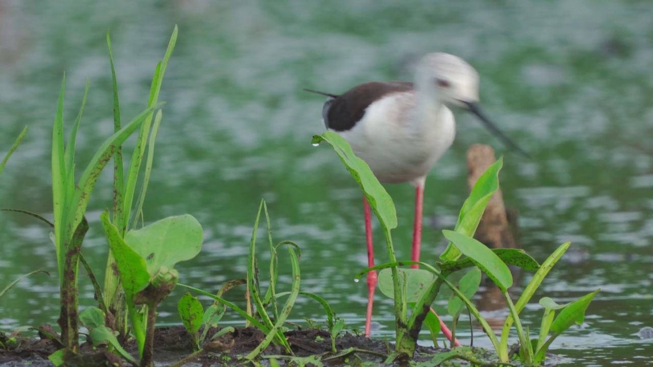 鹬鸟——黑翅高跷(Himantopus Himantopus)在一个初夏的早晨穿过沼泽寻找食物并吃掉它。视频素材