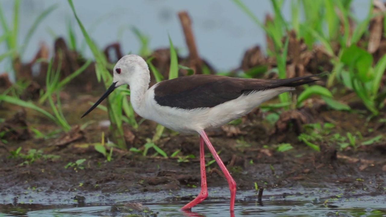 鹬鸟——黑翅高跷(Himantopus Himantopus)在一个初夏的早晨穿过沼泽寻找食物并吃掉它。视频素材