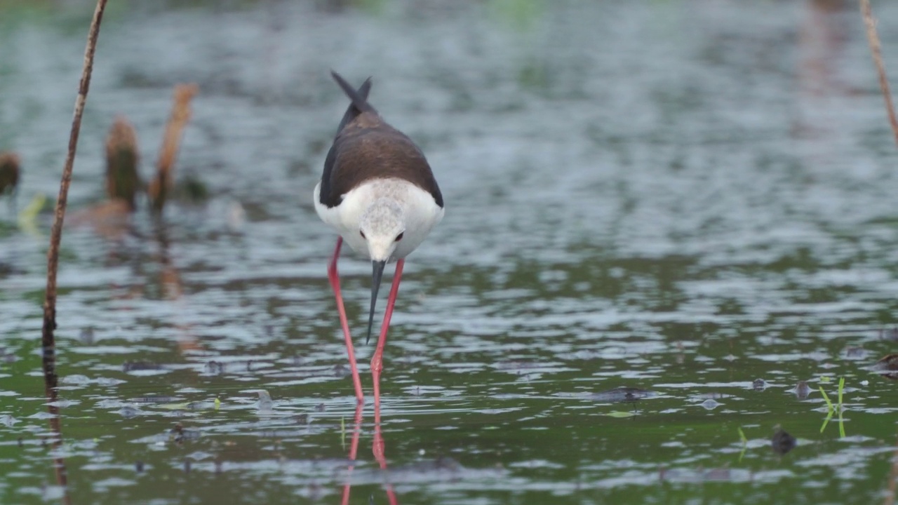 鹬鸟——黑翅高跷(Himantopus Himantopus)在一个初夏的早晨穿过沼泽寻找食物并吃掉它。视频素材