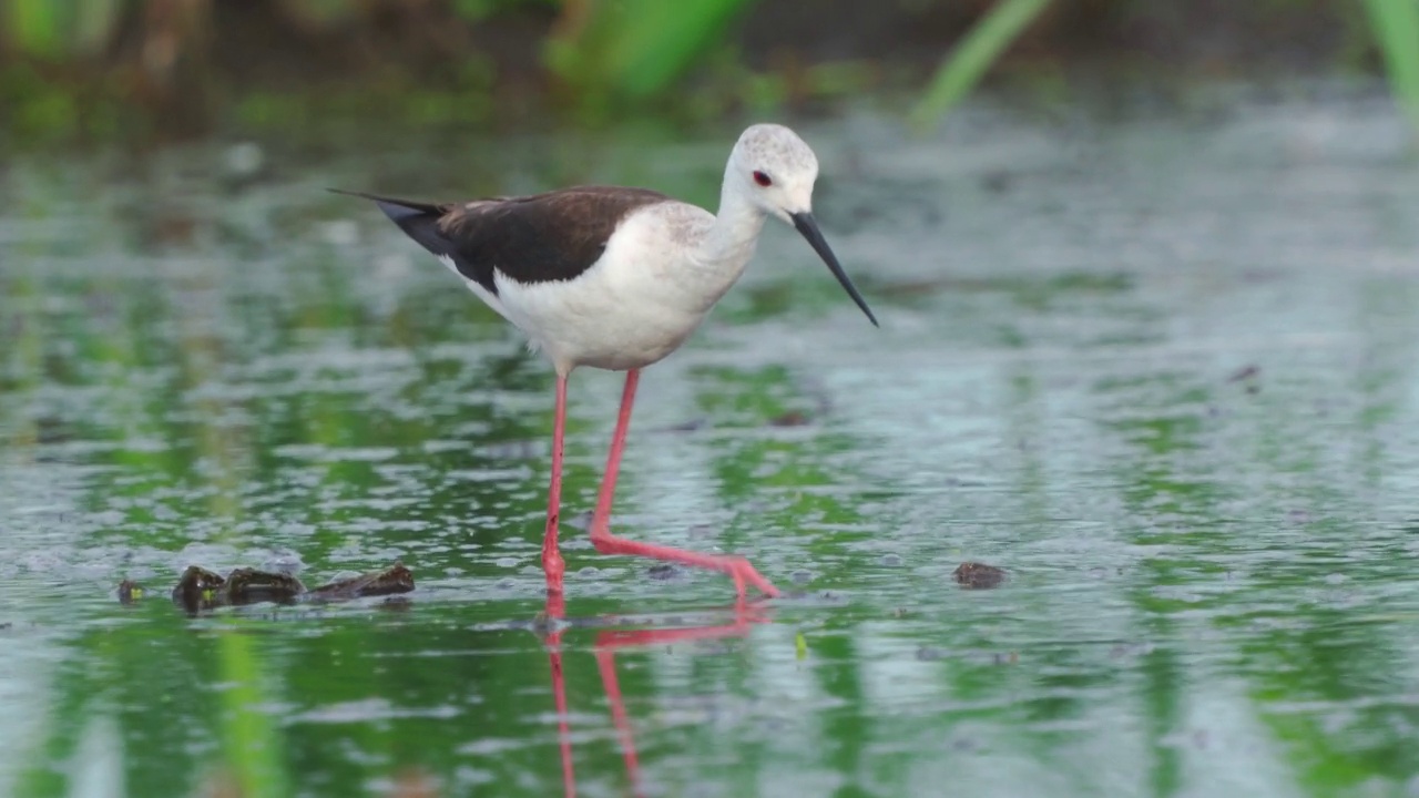 鹬鸟——黑翅高跷(Himantopus Himantopus)在一个初夏的早晨穿过沼泽寻找食物并吃掉它。视频素材