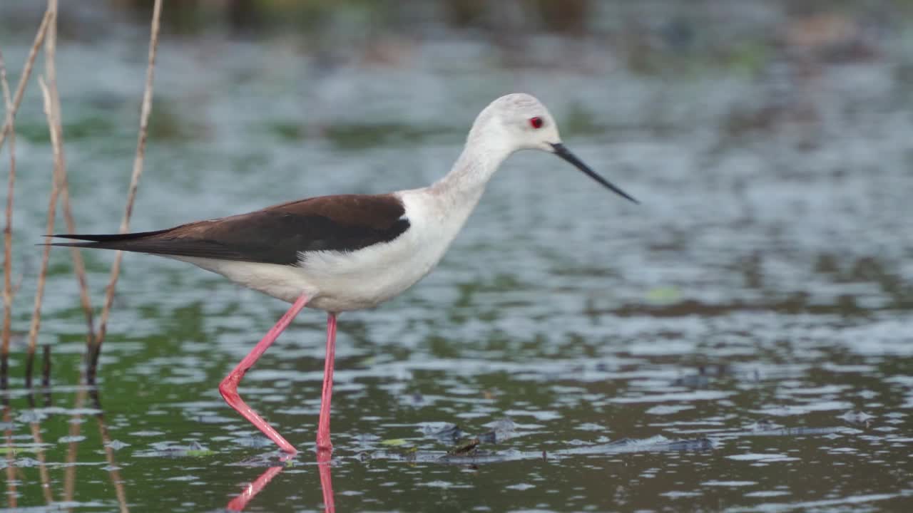 鹬鸟——黑翅高跷(Himantopus Himantopus)在一个初夏的早晨穿过沼泽寻找食物并吃掉它。视频素材