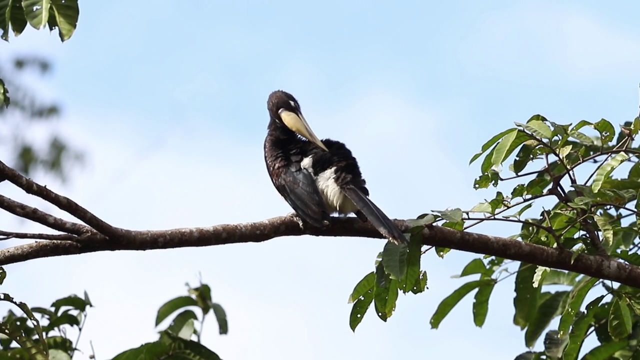 东方花斑犀鸟(Anthracoceros albirostris)在自然界的树枝上视频素材