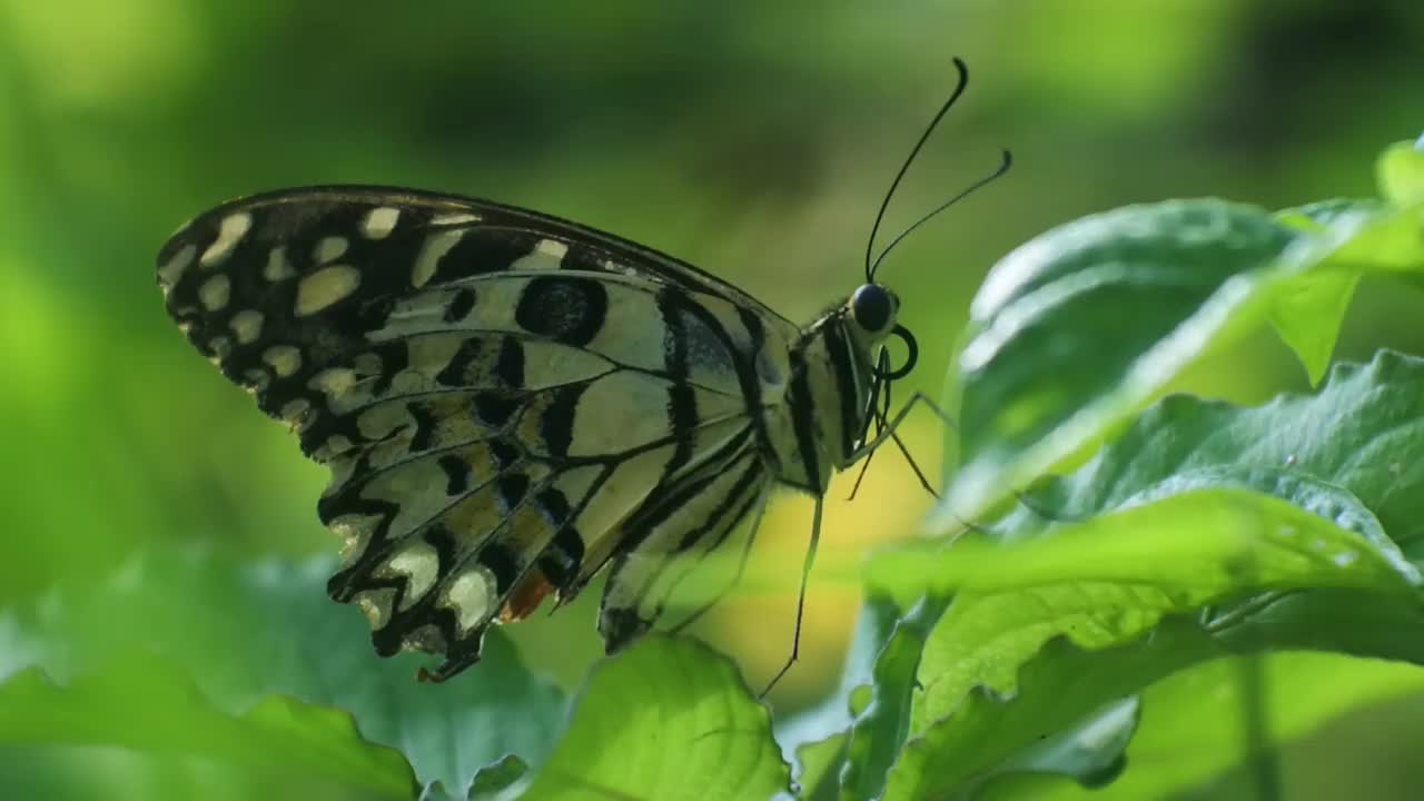 黑色的蝴蝶栖息在花园里的一片叶子上，一只蝴蝶有着美丽的主题视频素材