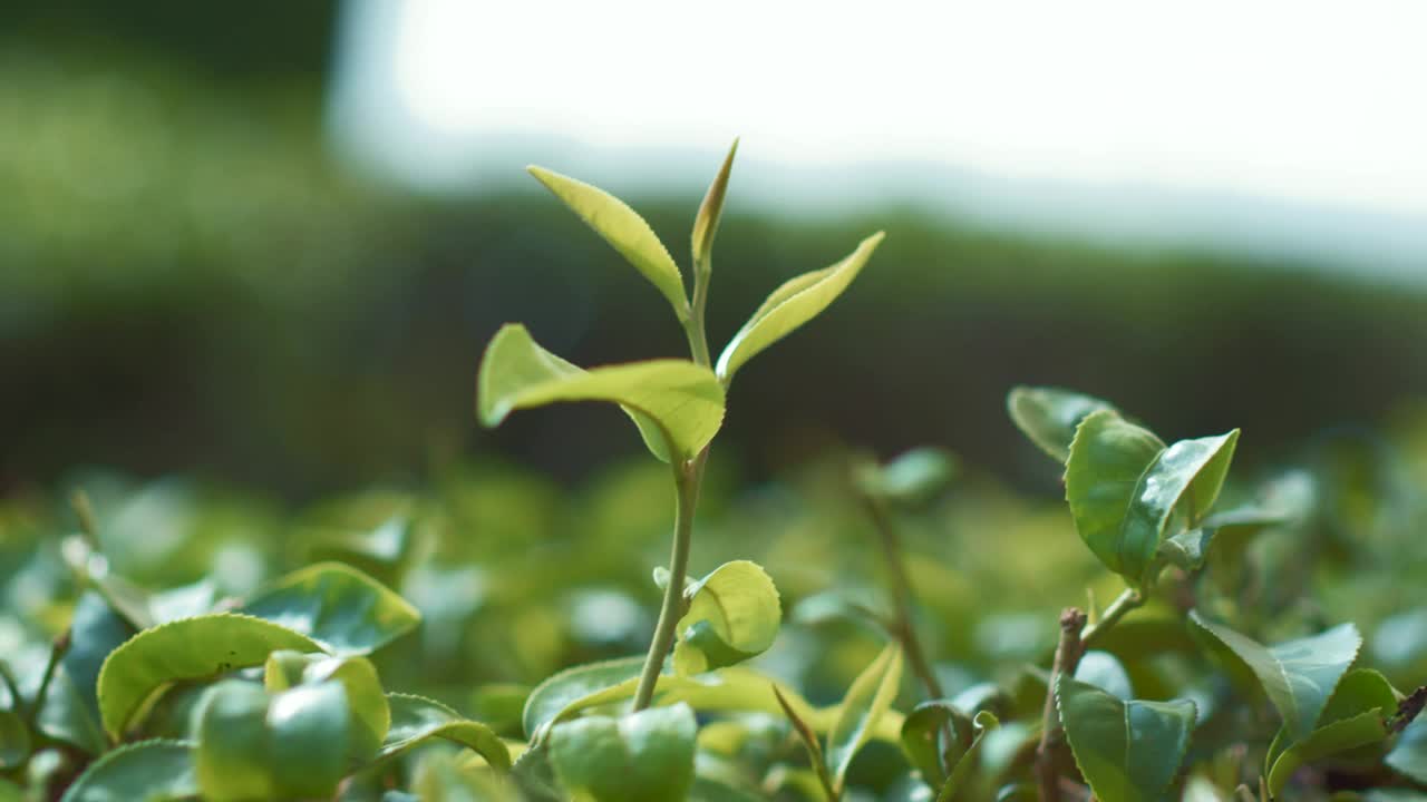 在阳光明媚的日子里收获茶叶视频素材