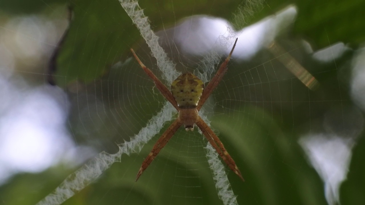 十字diadematus。蜘蛛在夏天的森林里呈十字形。圆网蜘蛛科蛛形蜘蛛属视频素材