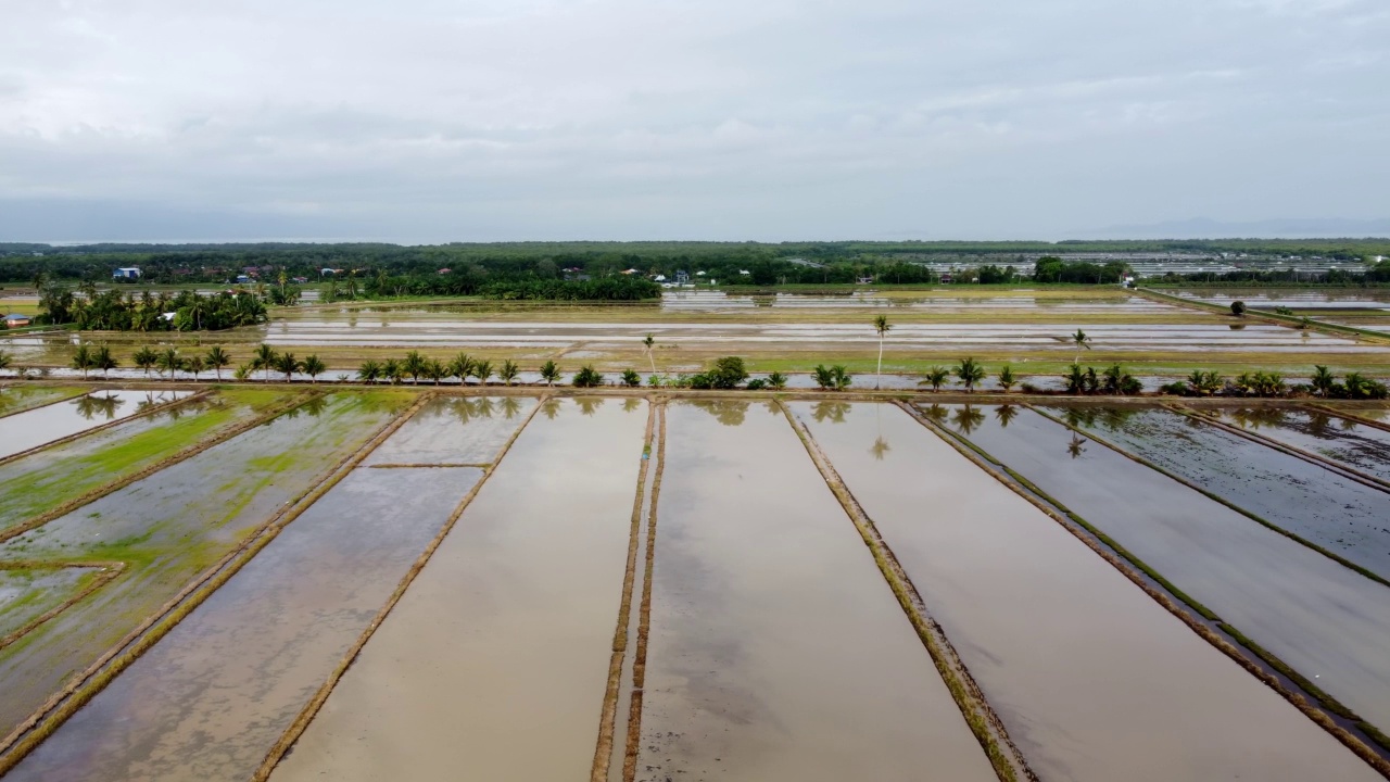 水季在稻田上空滑行视频素材