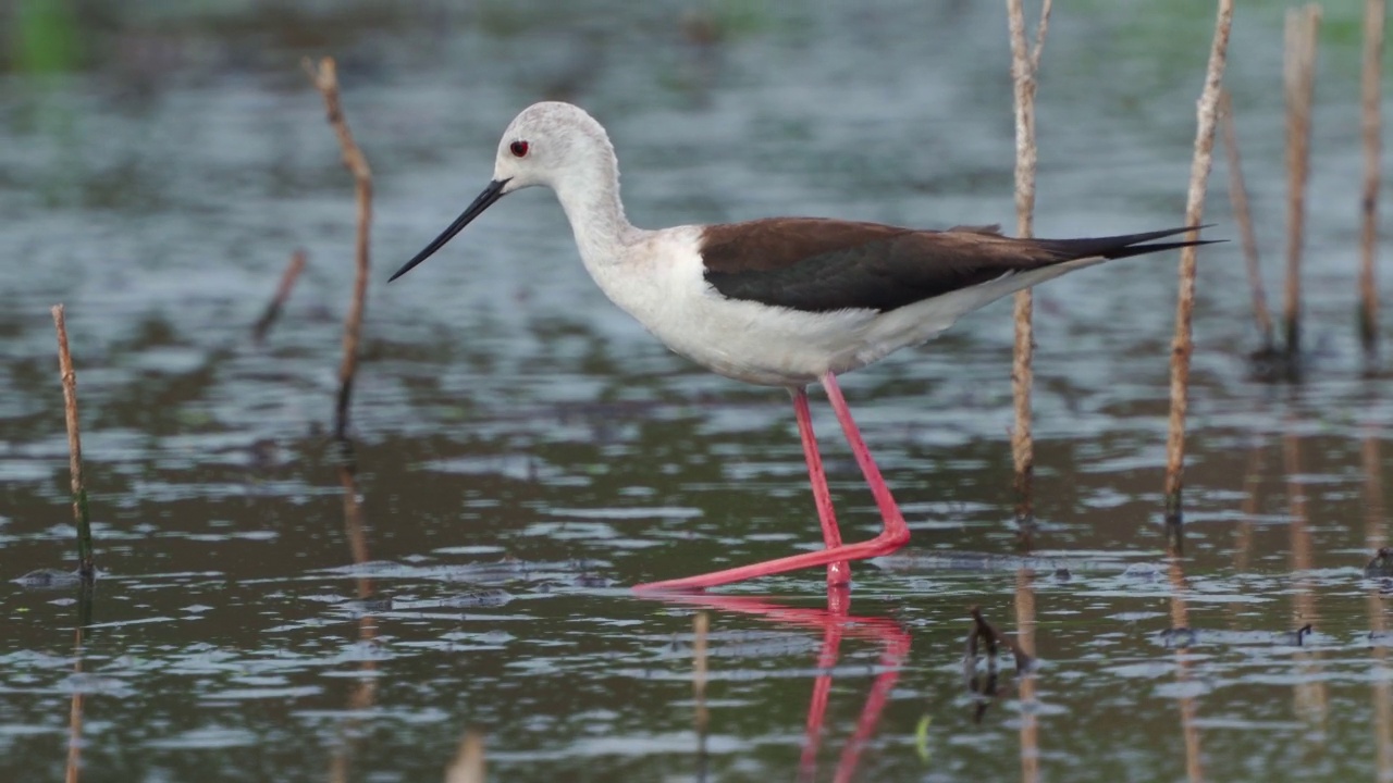 鹬鸟——黑翅高跷(Himantopus Himantopus)在一个初夏的早晨穿过沼泽寻找食物并吃掉它。视频素材