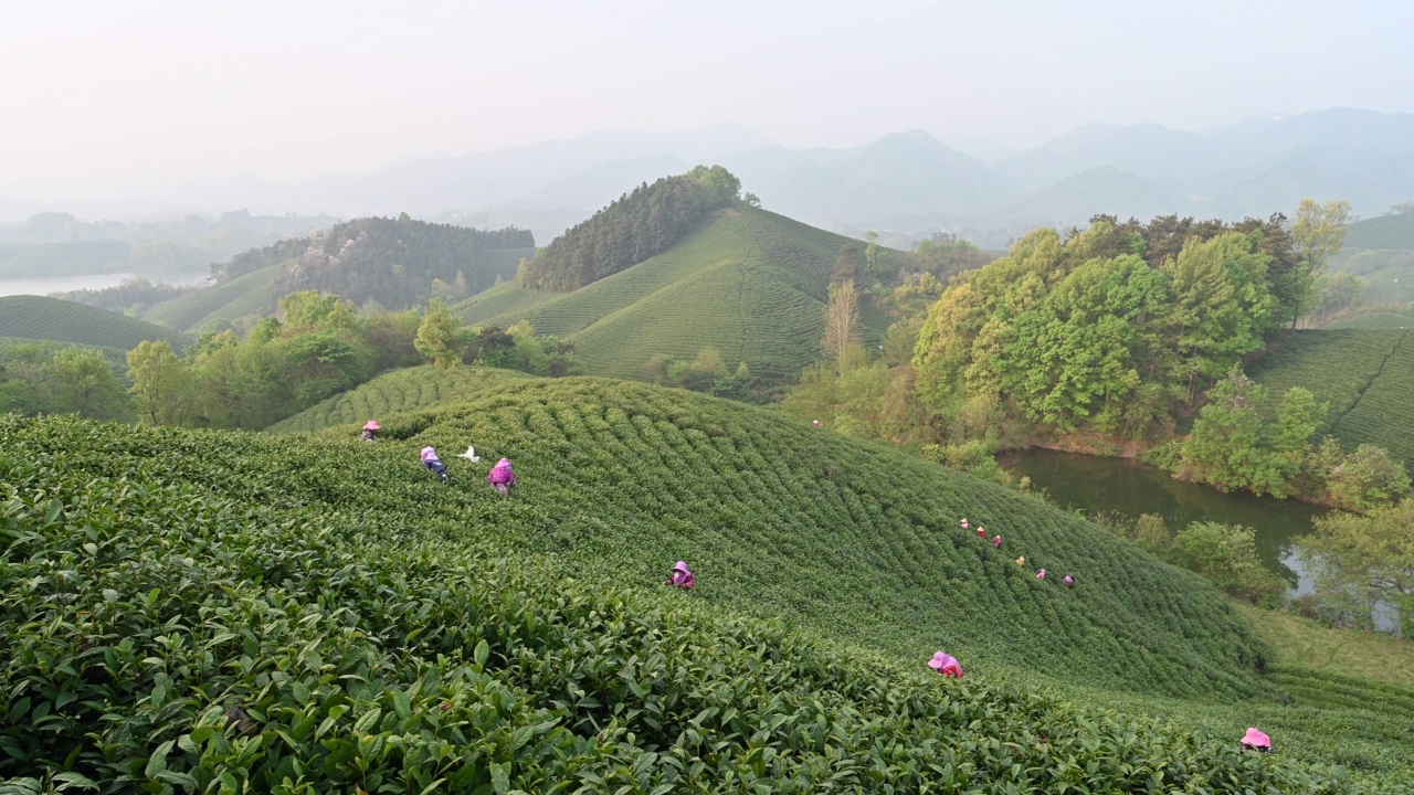 茶叶采摘视频素材