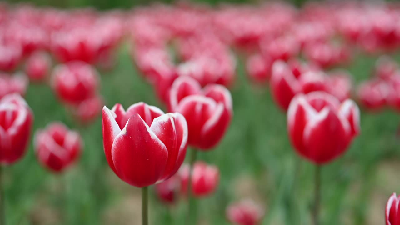 春天的花园里，红郁金香在风中摇曳视频素材