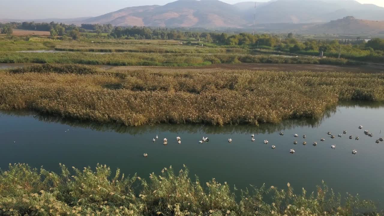 空中拍摄到白色鹈鹕在鱼塘里游泳视频素材