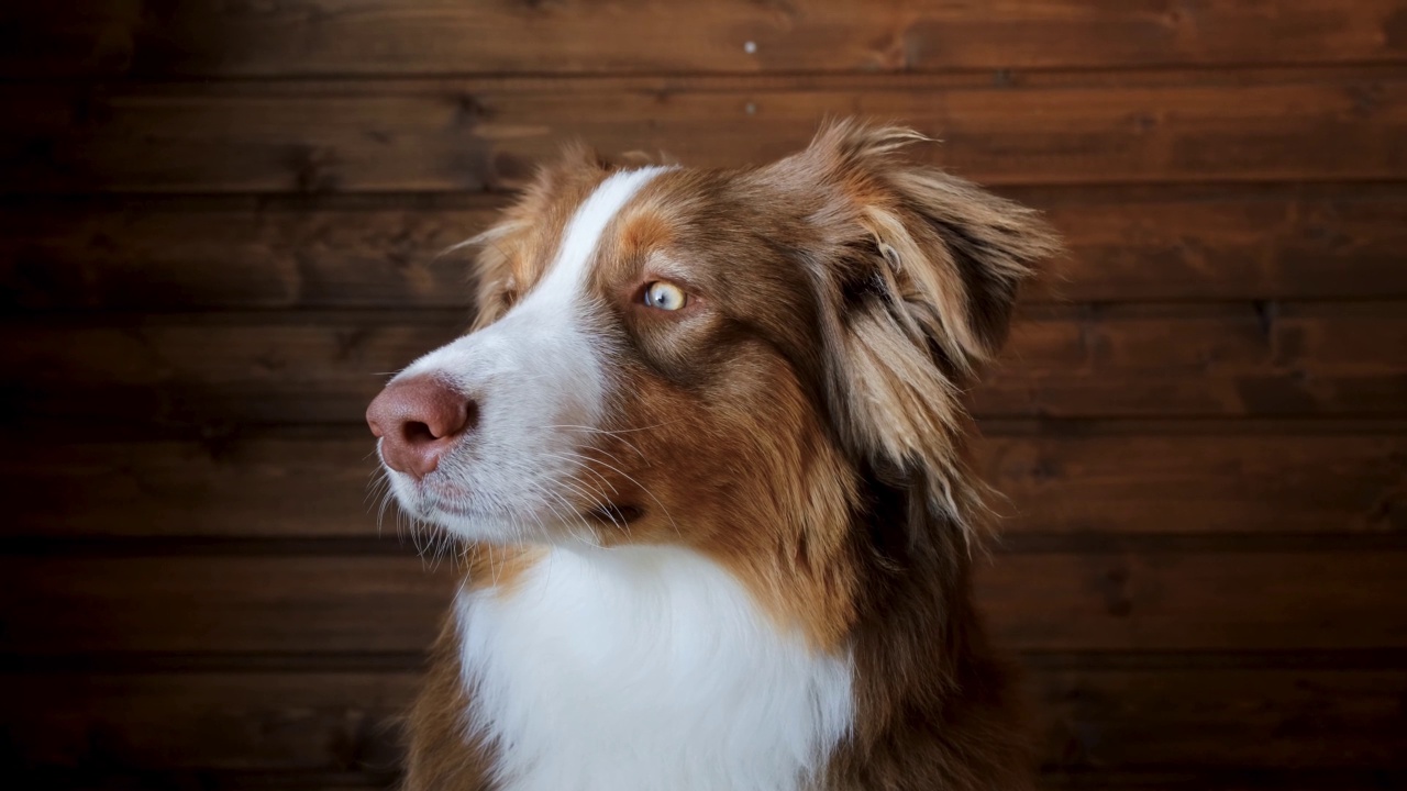 迷人的棕色澳大利亚牧羊犬小狗，绿色的眼睛。视频素材