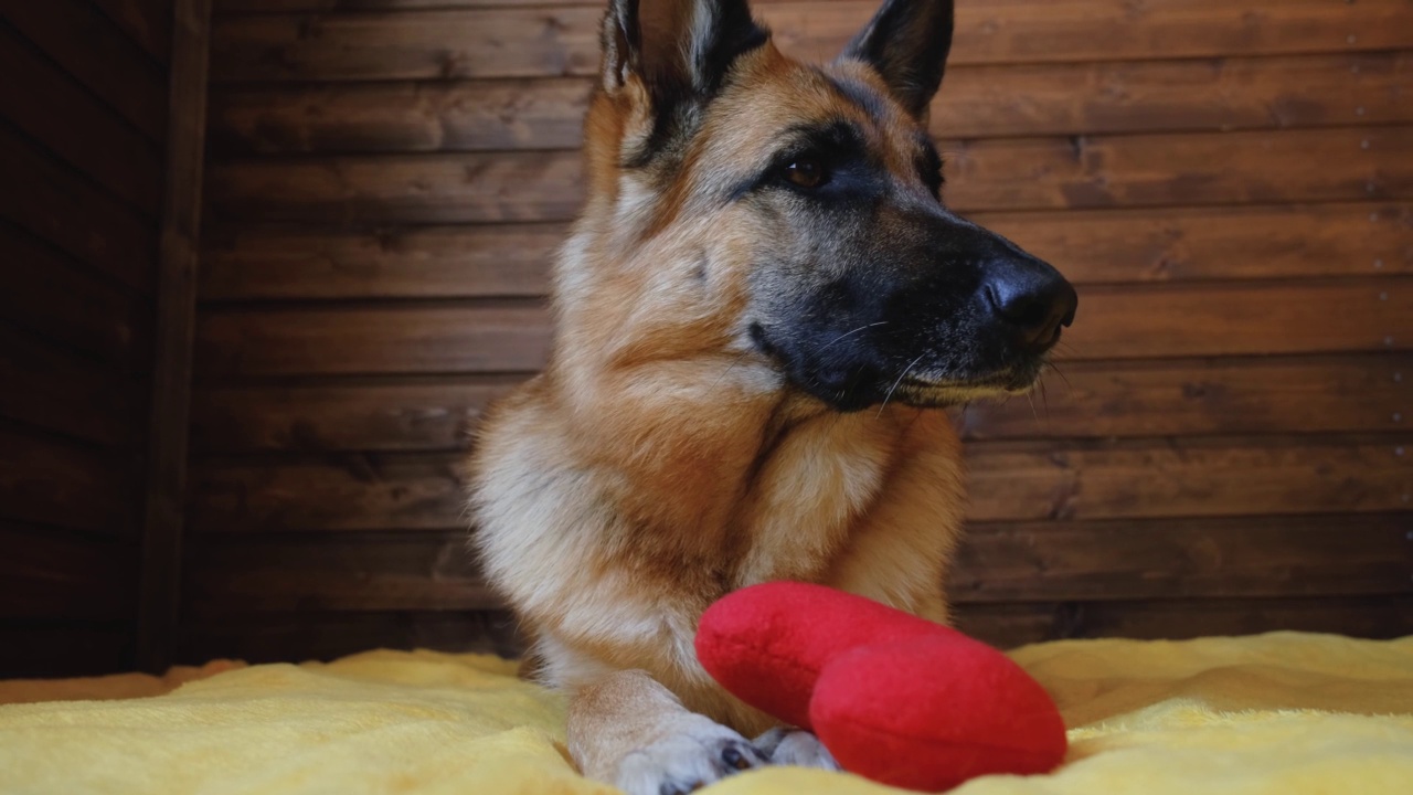 红黑德国牧羊犬躺在床上的黄色毯子上，玩着毛绒红心玩具。视频素材