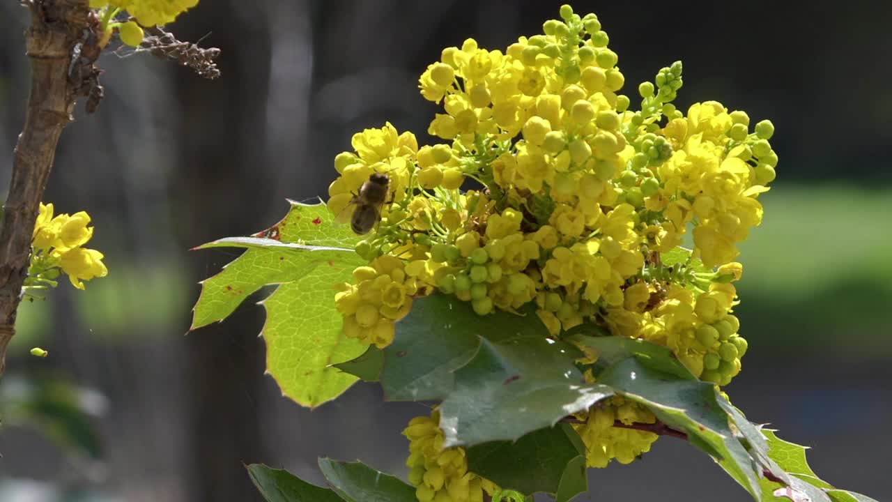 蜜蜂在森林里采集黄色花朵的花粉视频素材