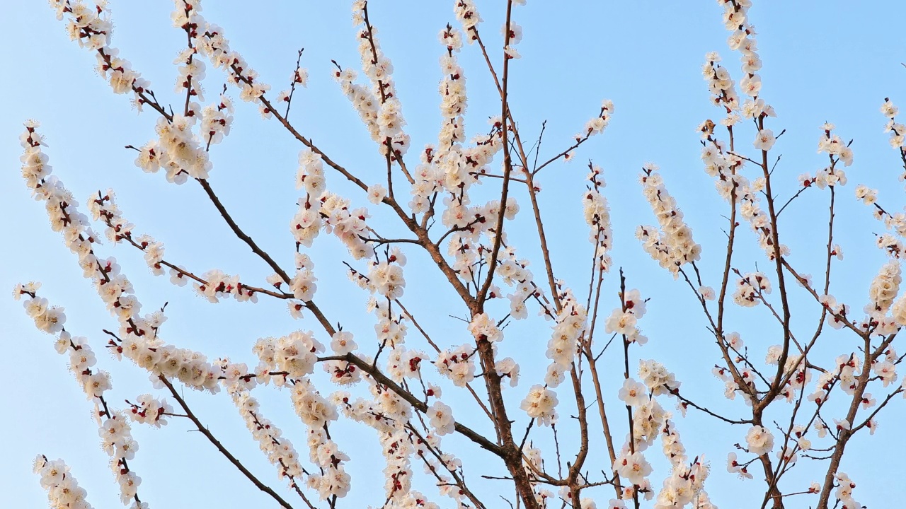 白色的杏花在春天盛开视频素材