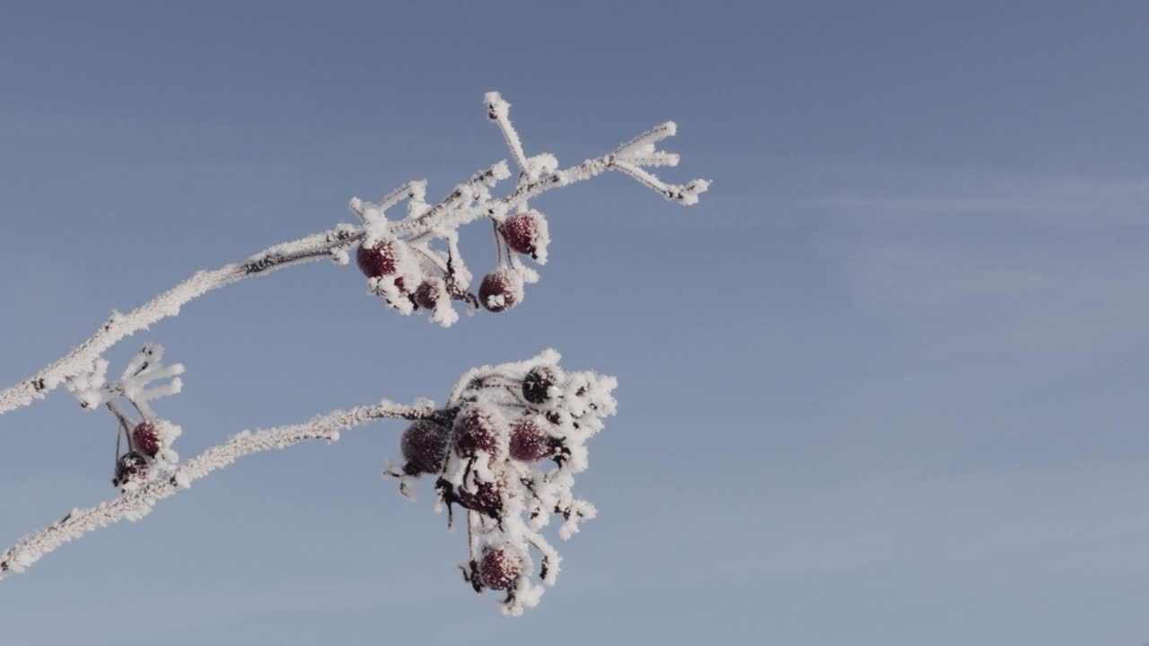 结霜的树枝和苹果视频素材