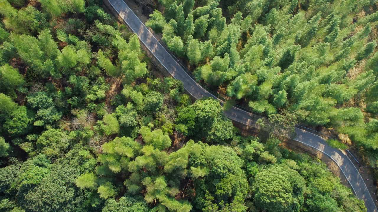 那条路穿过竹林视频素材