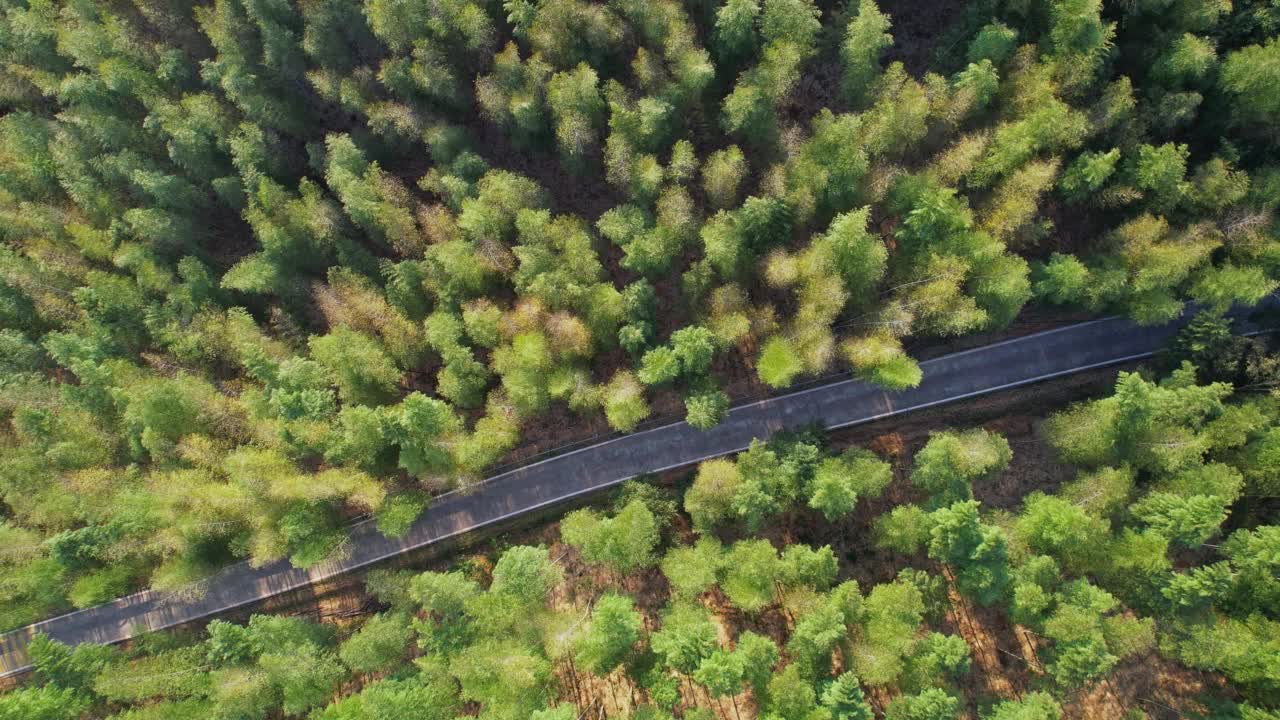 从航拍角度看，道路穿过竹林视频素材