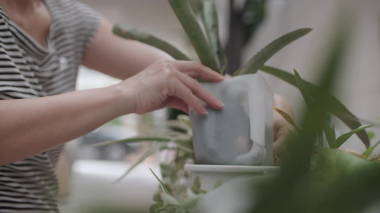 小庭园插花蛇植物。视频素材