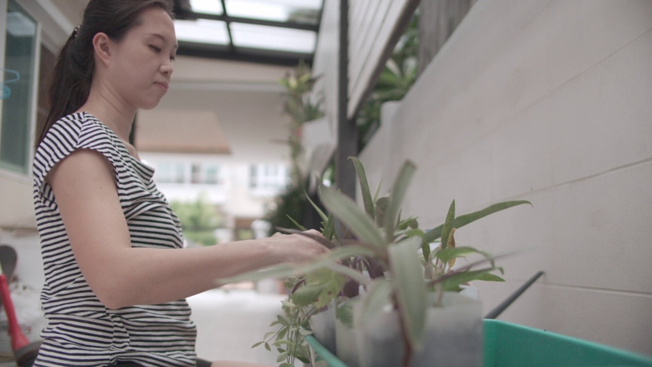 小庭园插花蛇植物。视频素材