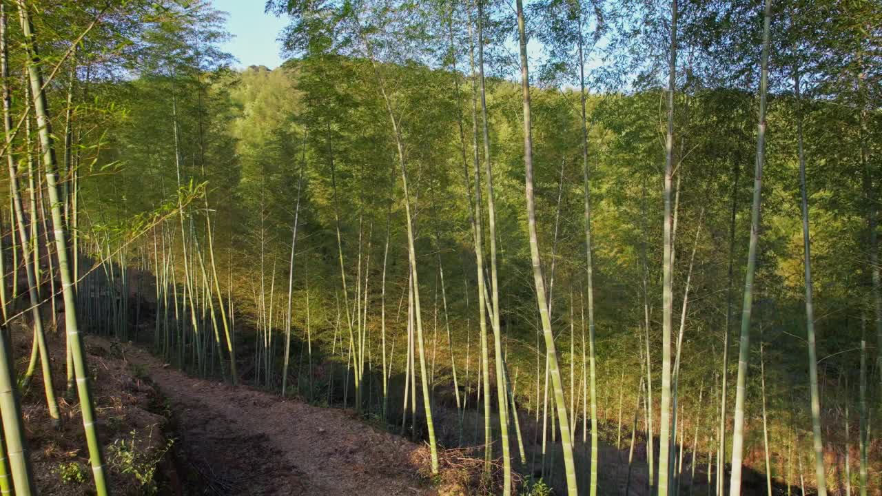 竹林和土路视频素材