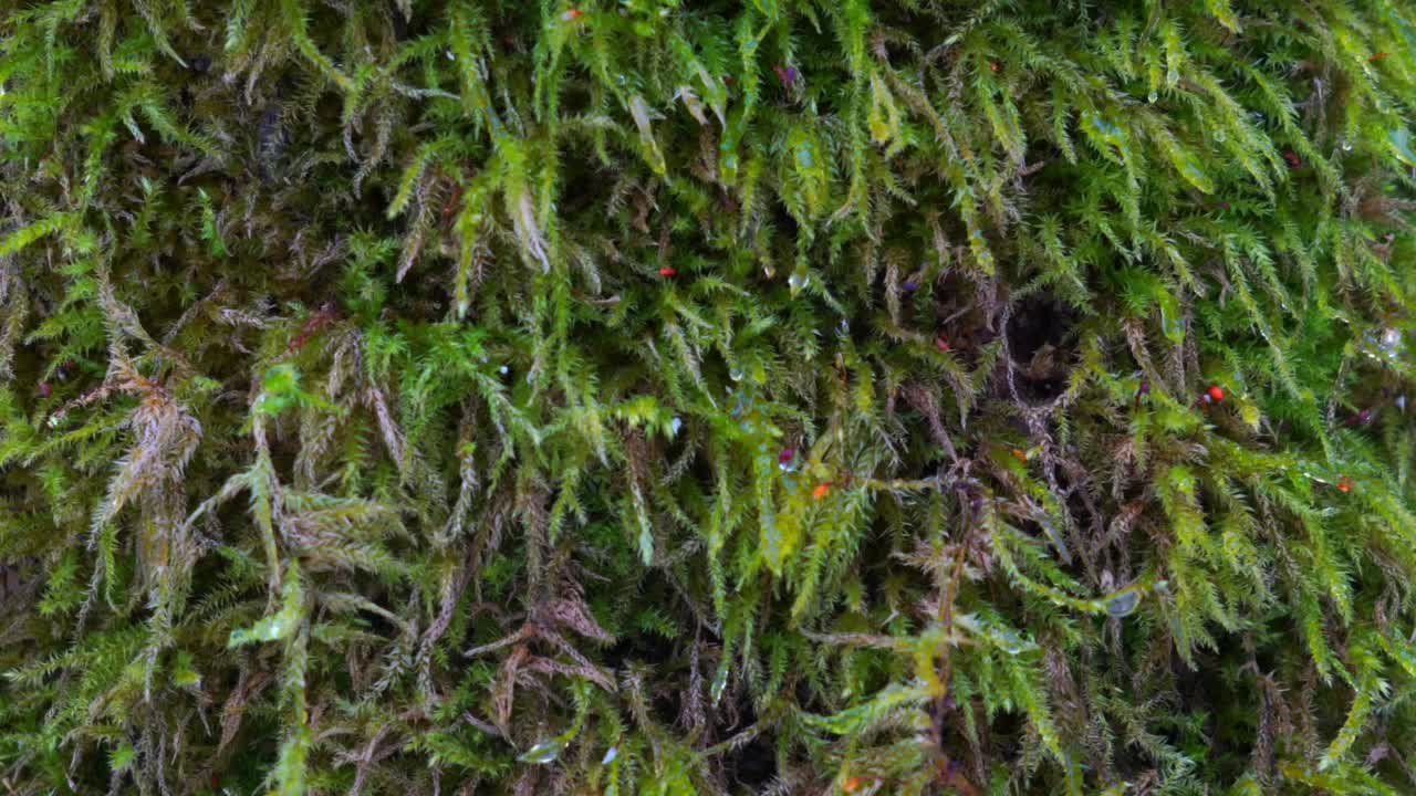 绿色苔藓植物，生长在树干或大岩石近视野视频素材