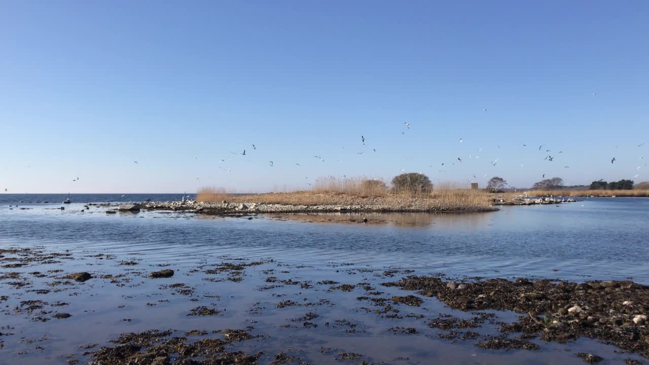 海鸥在卡马尔城堡附近的小岛上空飞翔视频下载