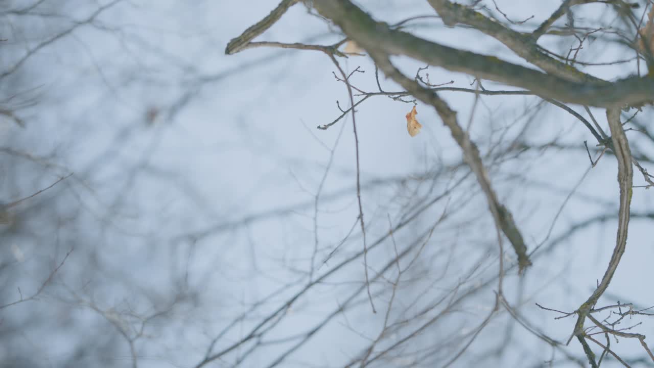 一棵橡树，枯叶在风中摇曳。冬天的风景视频素材