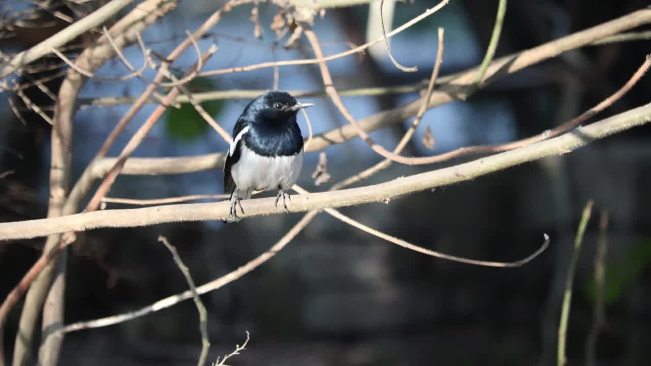 罗宾鸟视频素材