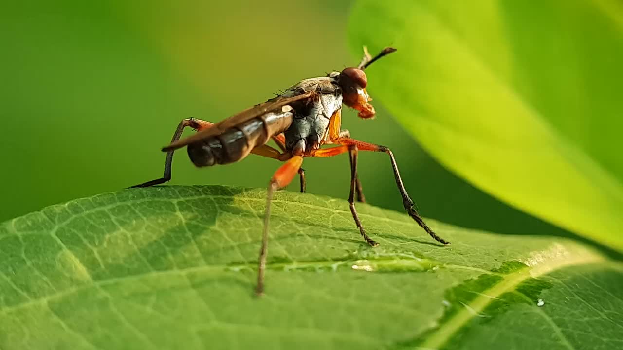 昆虫在喝树叶上的露珠。视频素材