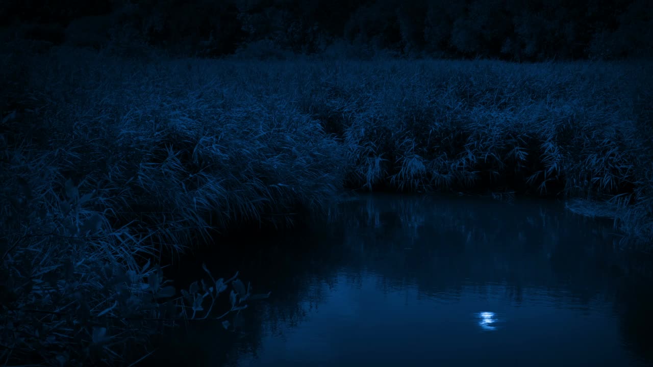 在有风的夜晚，有月亮反射的沼泽视频素材