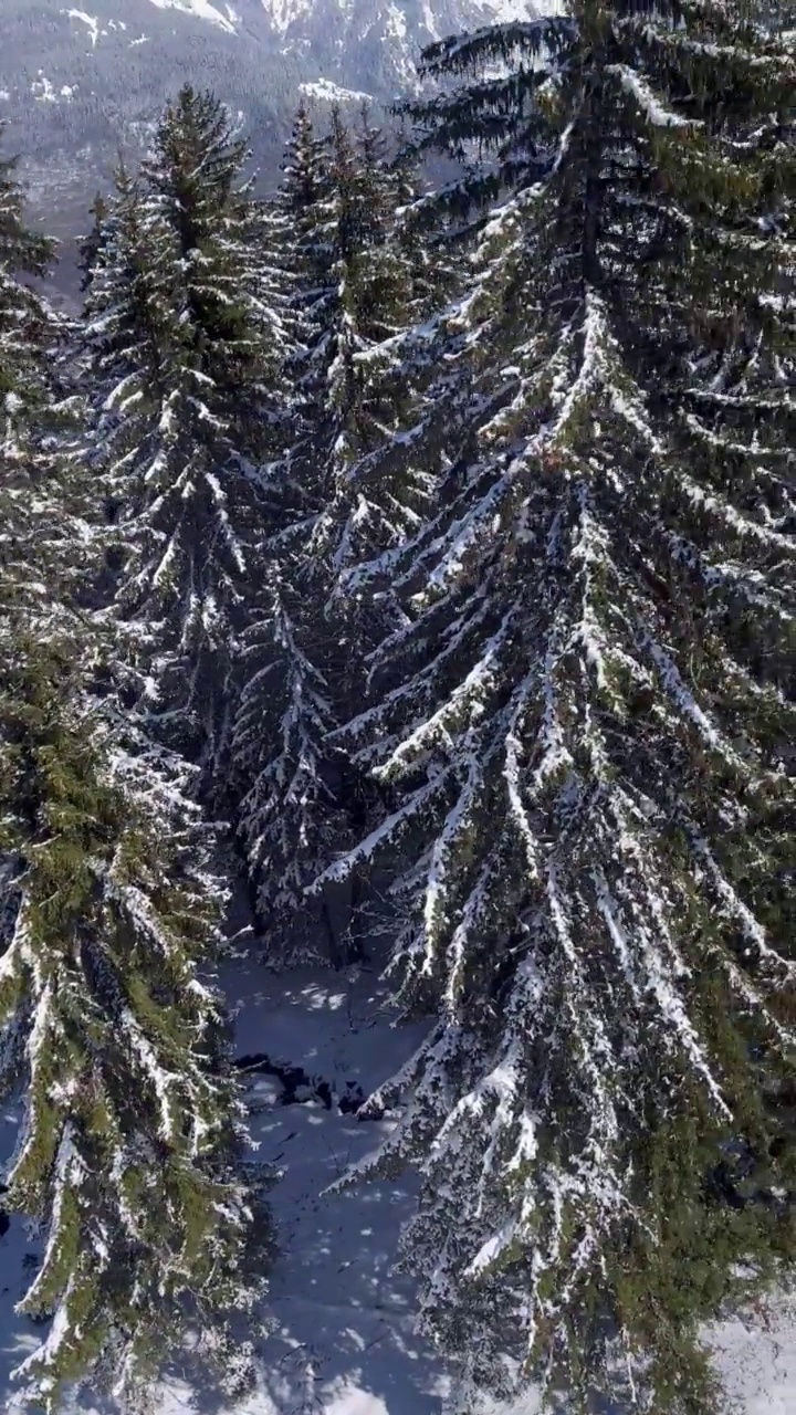 冬天的风景与雪树在法国阿尔卑斯山视频素材