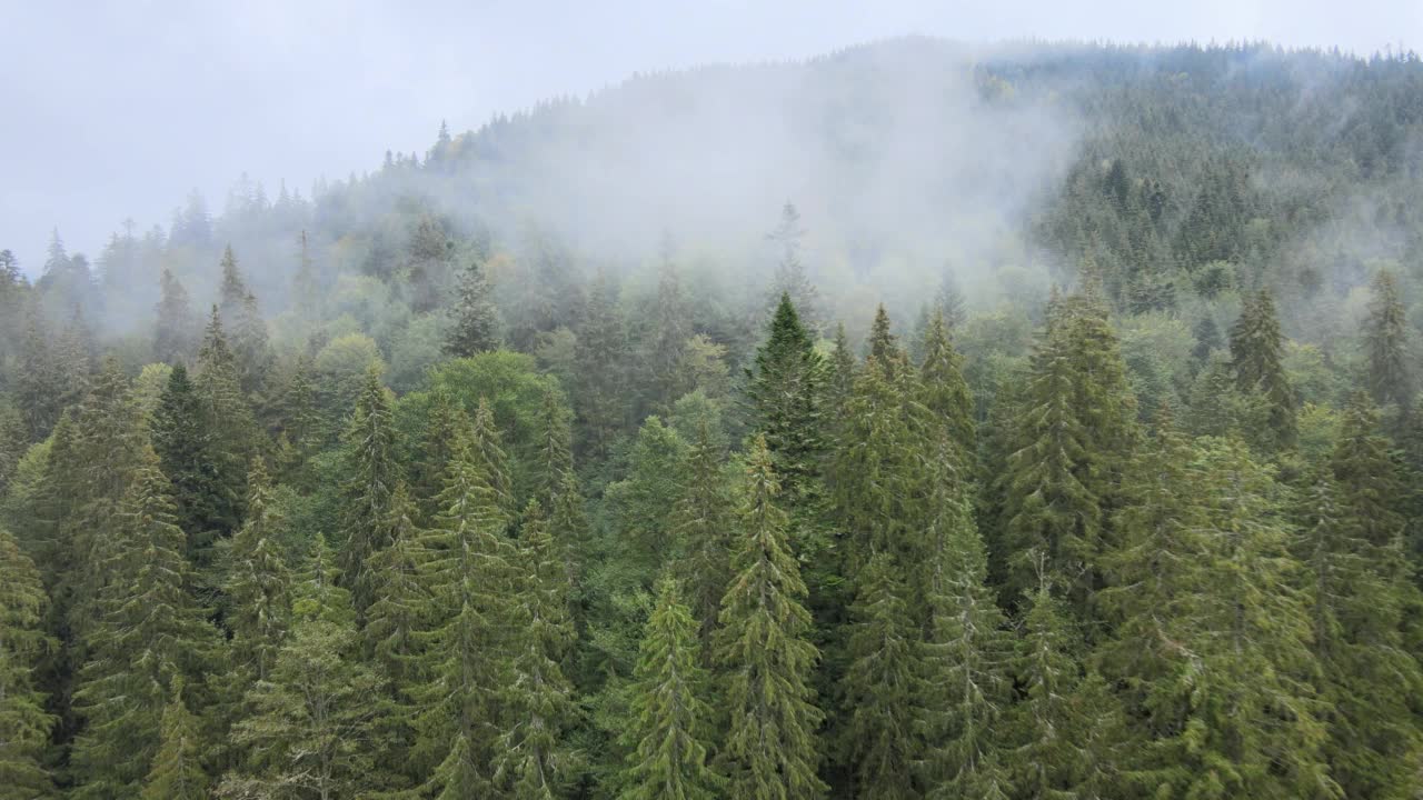 乌克兰喀尔巴阡山脉的景色:山上的森林视频素材