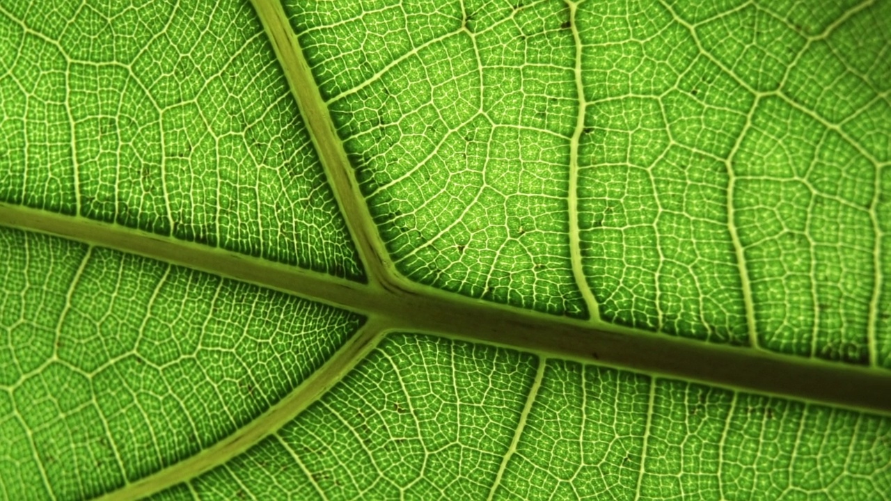 绿叶背景。宏观植物纹理和自然模式特写。植物学，天然成分，植被概念。选择的重点视频素材