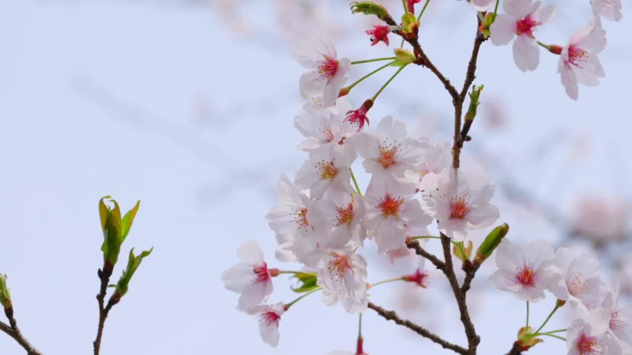 樱花盛开视频素材