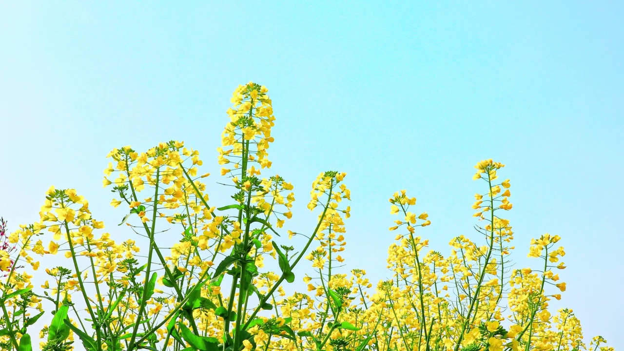 黄色的油菜花在蓝天下绽放视频素材