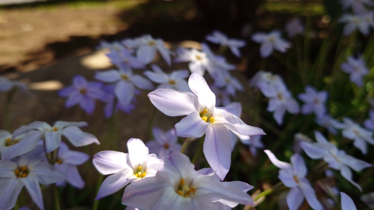 花，番红花，植物，自然，春天，没有人，花瓣，特写，季节，花头，生长，新鲜，美丽，精致，植物学，自然美，草坪草，叶子视频素材