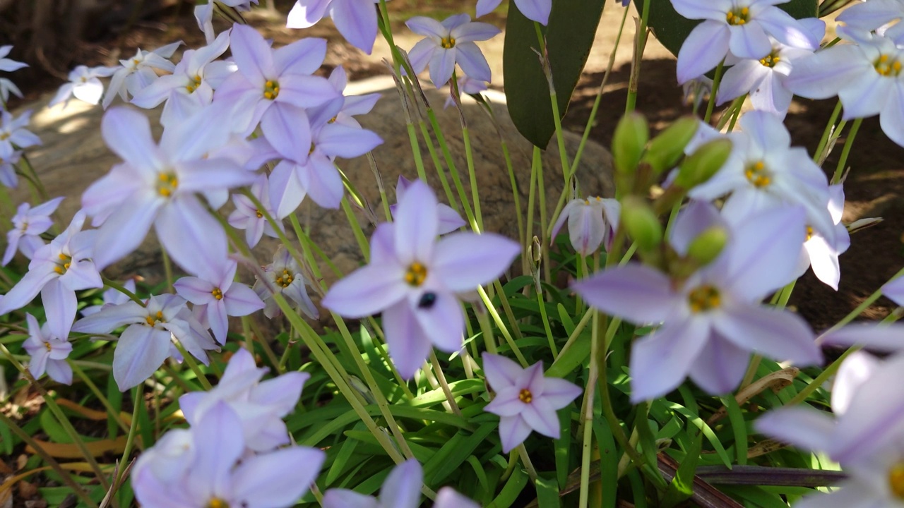 花，番红花，植物，自然，春天，没有人，花瓣，特写，季节，花头，生长，新鲜，美丽，精致，植物学，自然美，草坪草，叶子视频素材