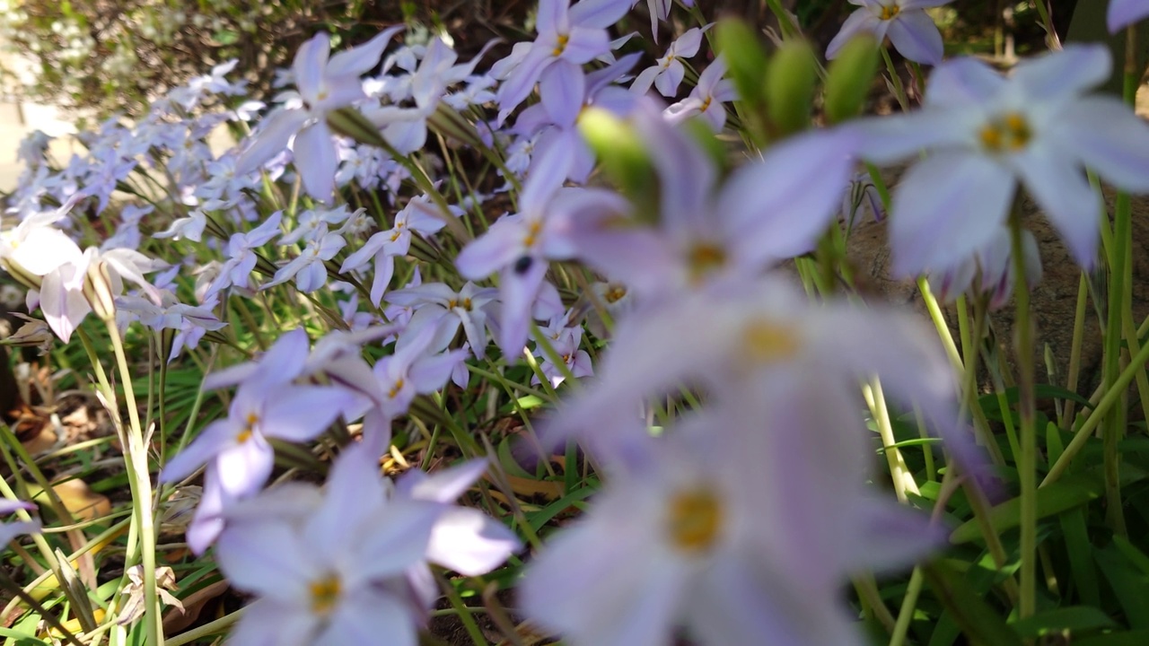 花，番红花，植物，自然，春天，没有人，花瓣，特写，季节，花头，生长，新鲜，美丽，精致，植物学，自然美，草坪草，叶子视频素材