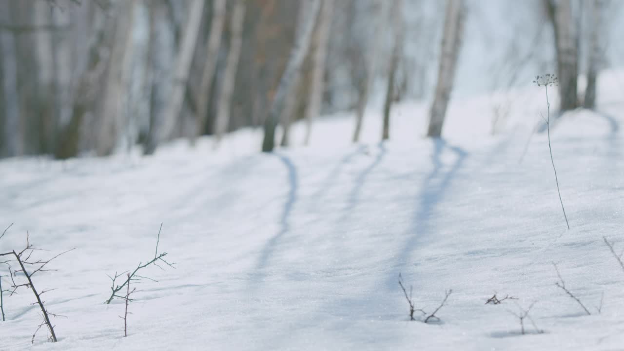 白桦树的影子在冬天的雪地上移动视频素材